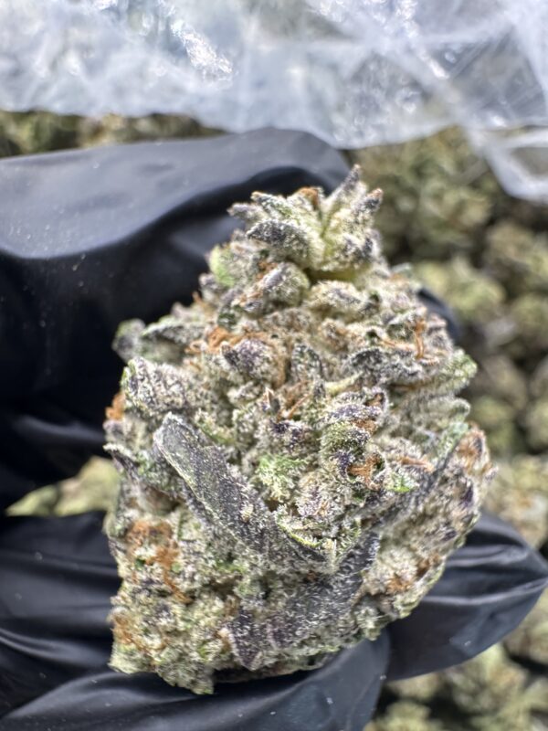 Gelato king dep @450 Gelato King