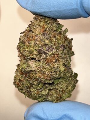 Mimosa