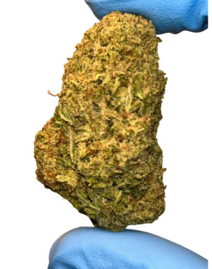 Papaya